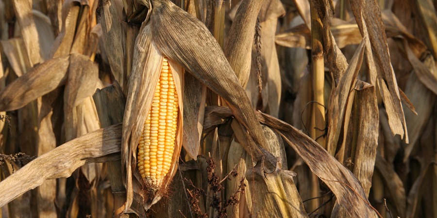 corn drying on the stalk